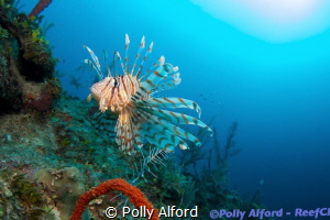 Lionfish in Southern Belize, diving with ReefCI.  Canon T... by Polly Alford 
